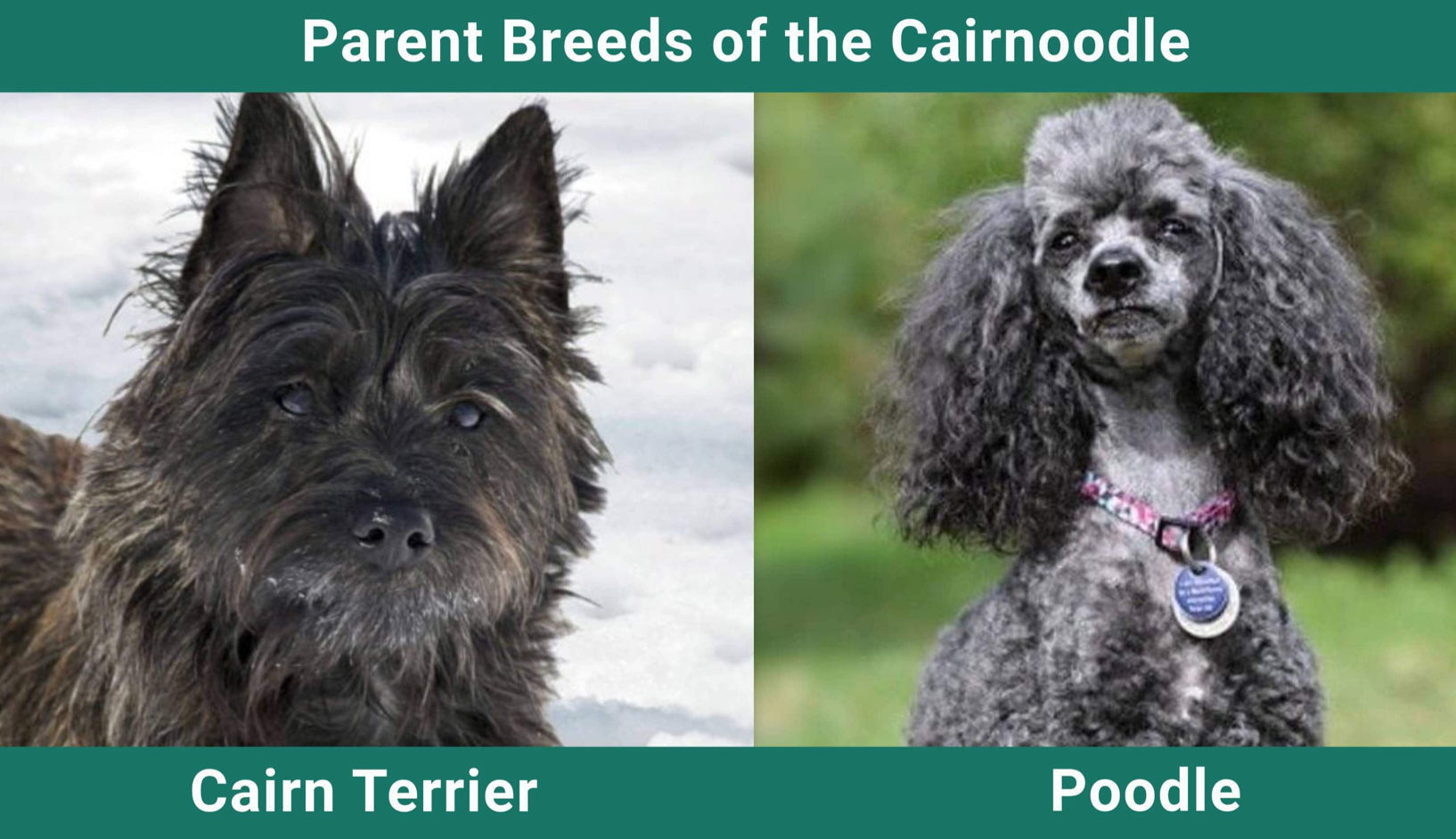 Cairnoodle Dog Parent